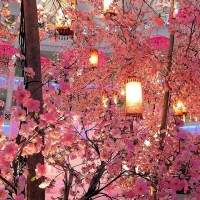lanterns-and-blossoms