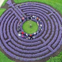 lavendar-maze
