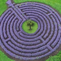 lavendar-maze