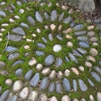 mossy-spiral